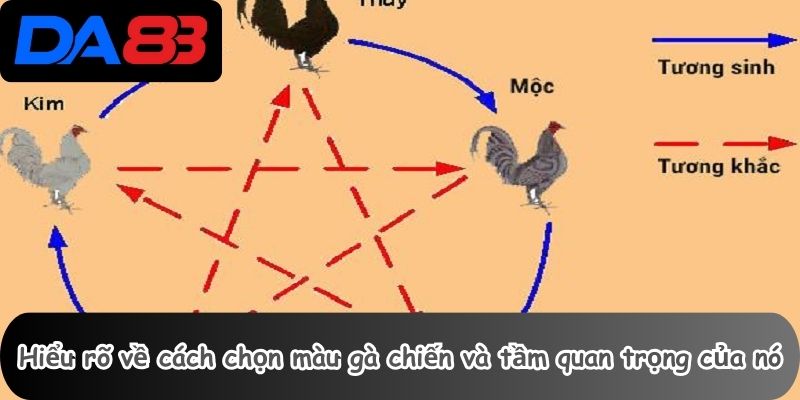 Hiểu rõ về cách chọn màu gà chiến và tầm quan trọng của nó